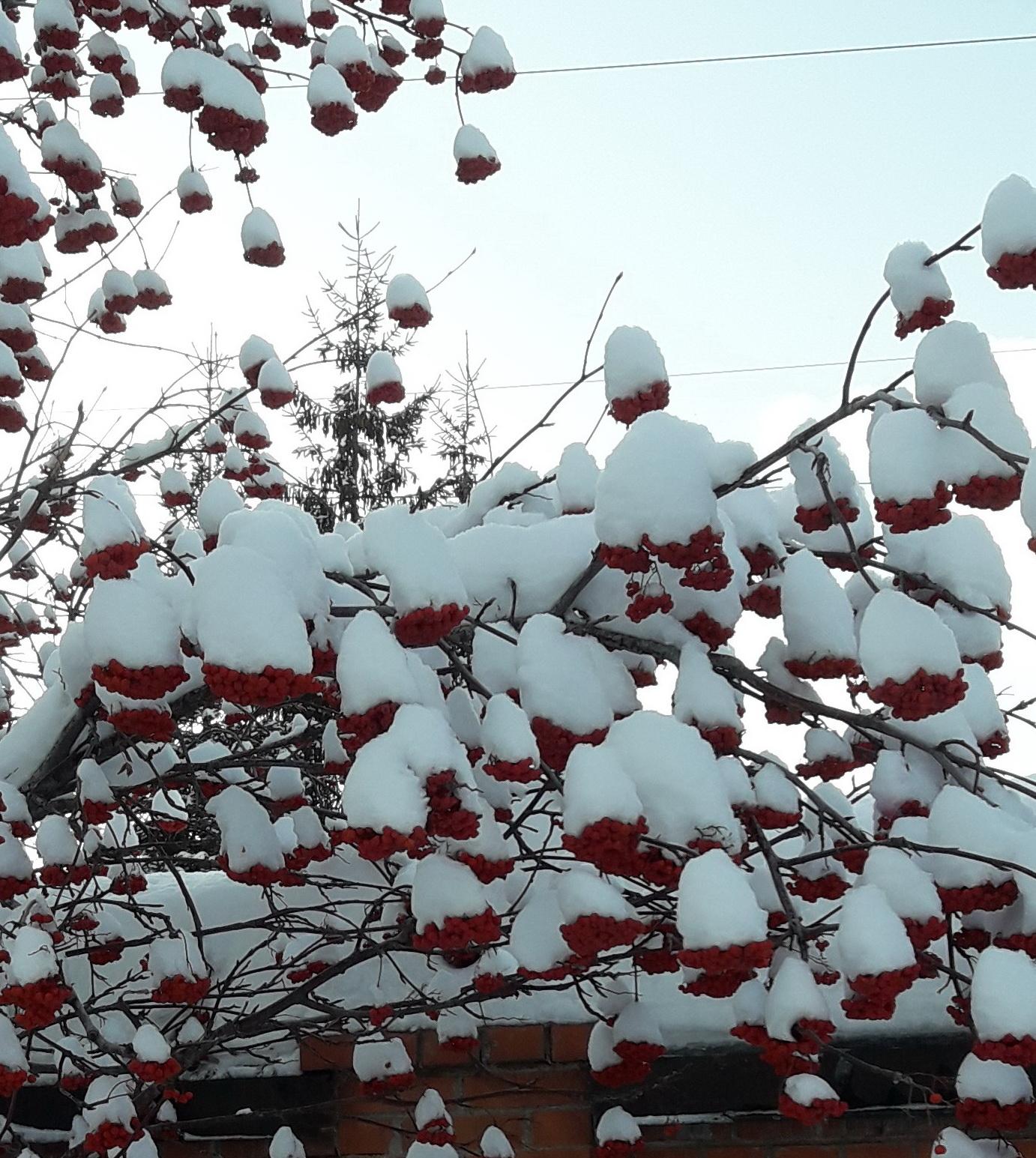 Рябина зимой фото. Ягоды рябины в инее в снегу. Лучшие фотографии