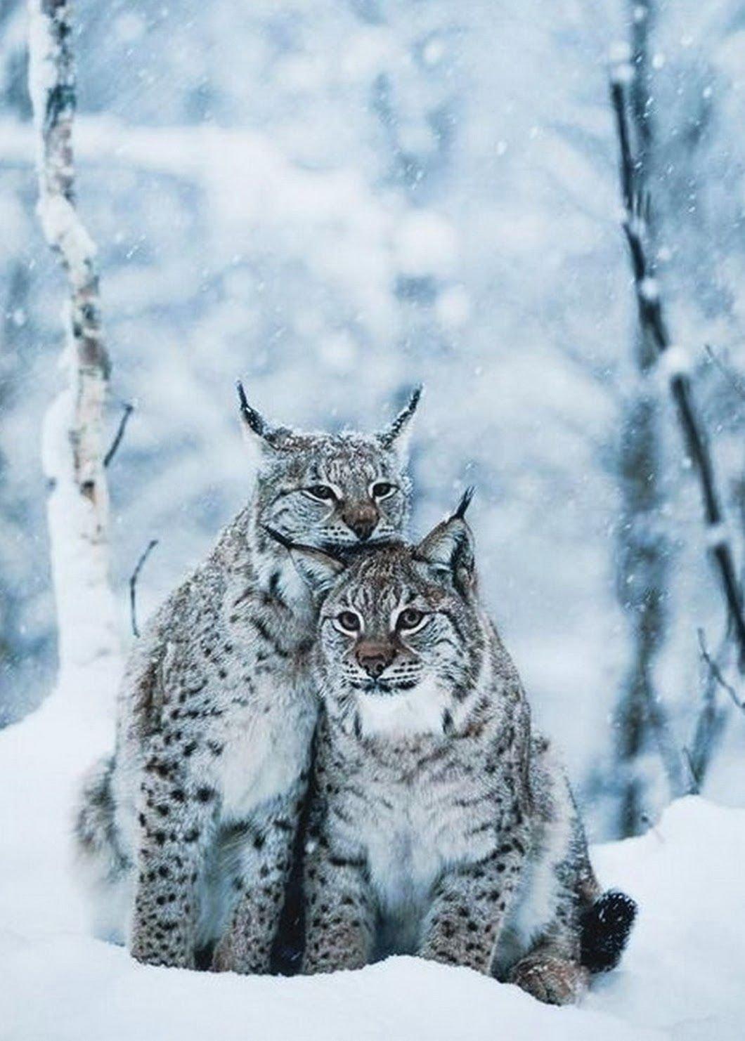 Скачать обои зима, кошка, снег, деревья, ветки, Германия, евразийская рысь,  Национальный парк Баварский лес, раздел животные в разрешении 1920x1080