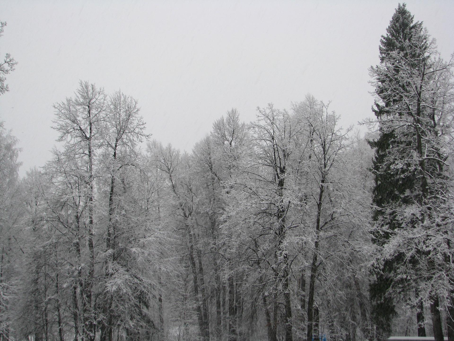 Красивый ландшафт ночи зимы с деревьями покрытыми снегом Christ Стоковое  Фото - изображение насчитывающей места, ель: 131095950