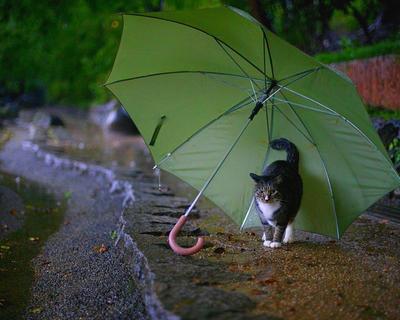 Идеи на тему «Дождь зонт» (30) | картины, рисунки, зонт