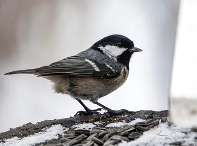 Птицы зимой в лесу - 77 фото