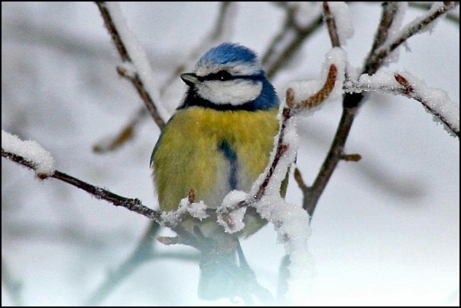 Птицы зимой и их зимние голоса | Документальные фильмы о птицах | Дзен