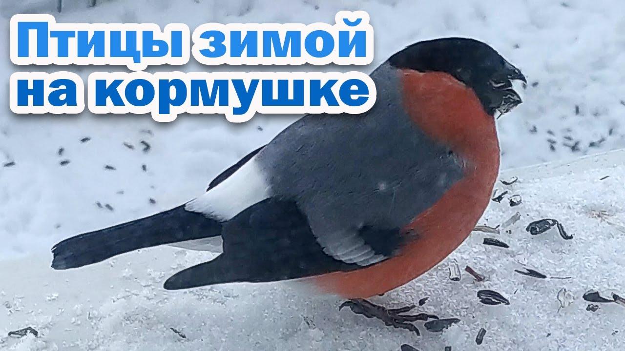Птицы: Синица зимой (65 фото) Фото синиц зимой. Синица на снегу