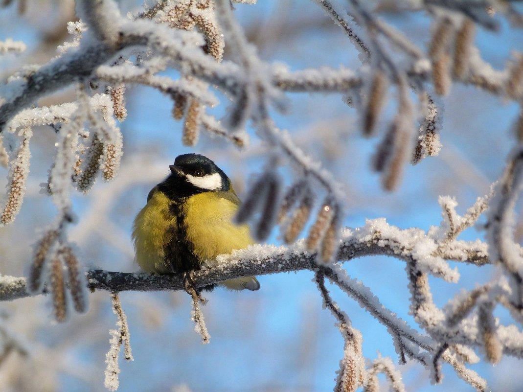 Птицы зимнего леса - 77 фото