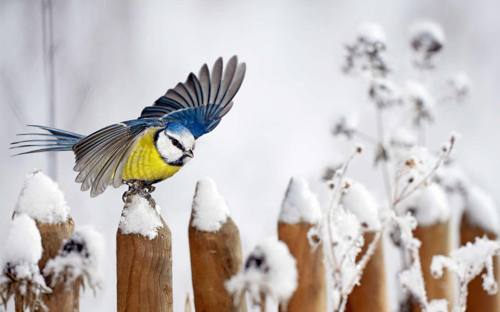 Зима по-алтайски или смертельный холод: птицы замерзают на лету | Пикабу
