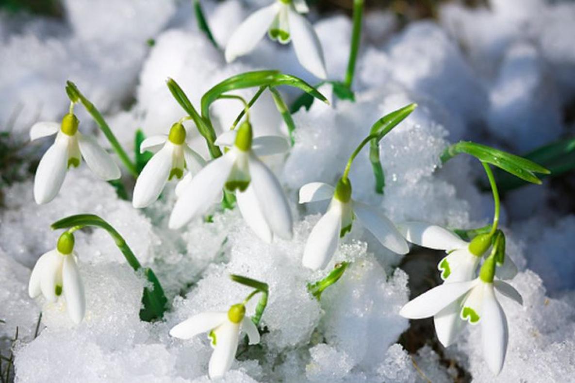 Снежное весеннее время во дворе. Цветы весны» в снегу Стоковое Фото -  изображение насчитывающей красивейшее, сначала: 214494262