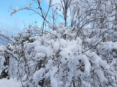 зимний пейзаж с елками 3d визуализация рендеринг дерево рождество PNG ,  сезонный, древесина, снежное Рождество PNG рисунок для бесплатной загрузки