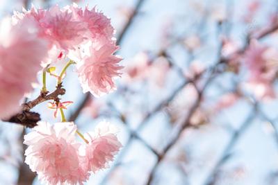 Скачать 800x1420 сакура, цветы, цветение, весна, розовый обои, картинки  iphone se/5s/5c/5 for parallax