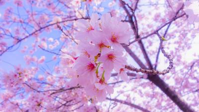 Картинка Сакура белых весенние цветок