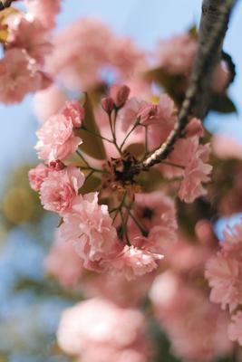 Сакура. Цветущая сакура. Весна. Цветы. Sakura. Cherry blossoms. Spring.  Flowers. | Цветы, Весна