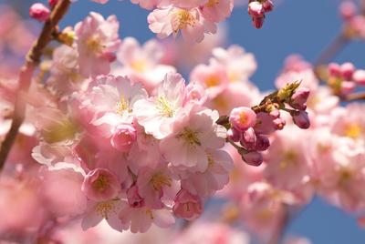 Скачать обои цветы, сакура, деревья, в, природа разрешение 1280x800 #176064