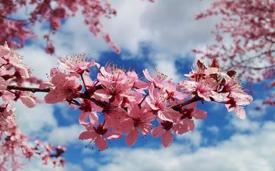 Японский праздник ханами: как проходит фестиваль цветения сакуры в Японии,  традиции праздника цветения сакуры — Яндекс Путешествия