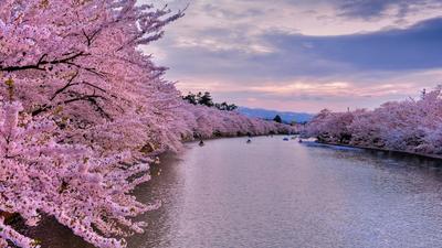 Цветение деревьев весна цветущие деревья цветущая сакура весенние цветы  цветущие деревья | Премиум Фото