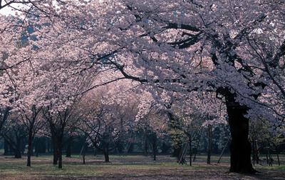 цветущая сакура вишневый цвет фон весной Фото И картинка для бесплатной  загрузки - Pngtree