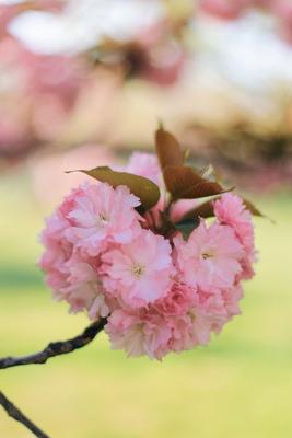 цветение сакуры. весна цветущая сакура Стоковое Фото - изображение  насчитывающей карточка, художничества: 220028256
