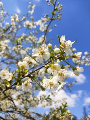 Цветущая весна. привет, май. цветущие почки на деревьях. цветы на ветках.  красивая весна | Премиум Фото