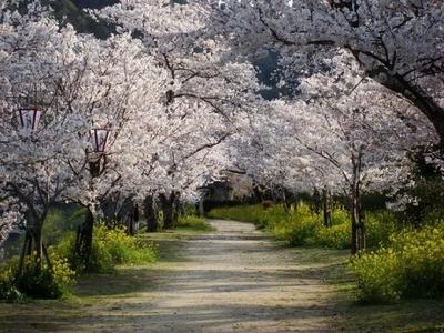 Весна Цветение Сад - Бесплатное фото на Pixabay | Цветение, Весна цветение,  Весна