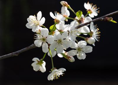 Цветущая Весна - фото и картинки: 63 штук