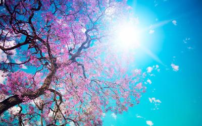 Пазл «Цветущая весна» из 180 элементов | Собрать онлайн пазл №108873