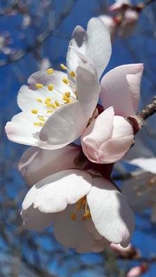 Цветущая весна - обои для рабочего стола, картинки, фото
