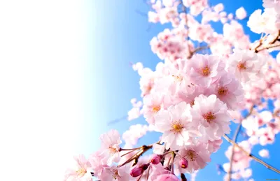 Картины: \"Аллея цветущей весны\" – заказать на Ярмарке Мастеров – L0MNIBY |  Картины, Нижний Новгород