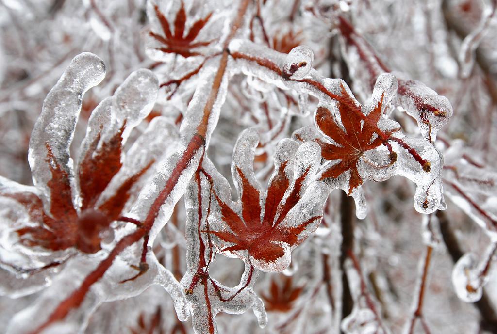 Зима в Краснодаре - погода, отзывы, фото