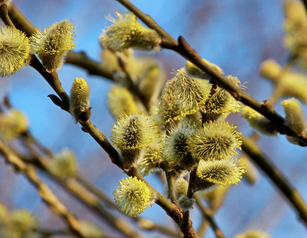 Foto Stock Пушистая цветущая верба ранней весной. Цветение в природе. |  Adobe Stock