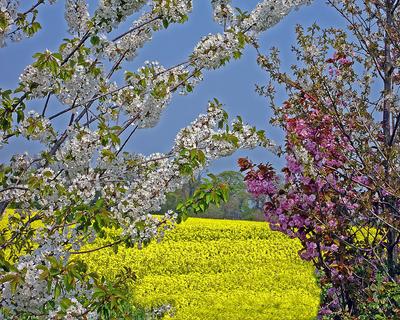 New Spring Flowers 2560 x 1600 widescreen Wallpaper