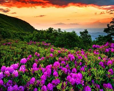 Картинки горы, цветы, красиво, весна - обои 1280x1024, картинка №171646