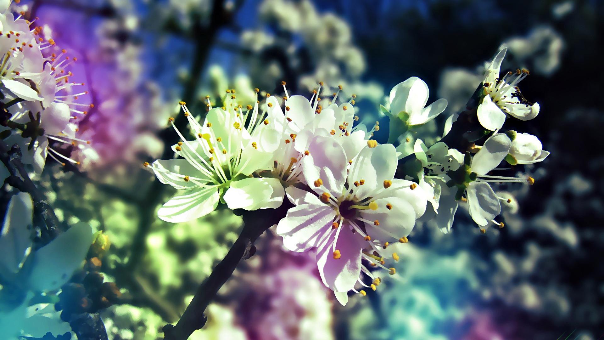 Скачать обои небо, солнце, цветы, ромашки, весна, spring, раздел цветы в  разрешении 1920x1080