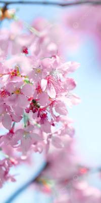 Обои на телефон цветы, цветение, ветка, весна - скачать бесплатно в высоком  качестве из категории \"Цветы\"