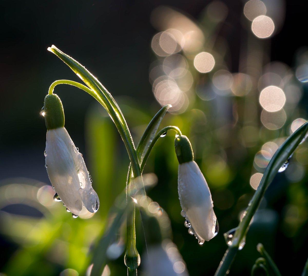 Весна Сосульки Капель - Бесплатное фото на Pixabay - Pixabay