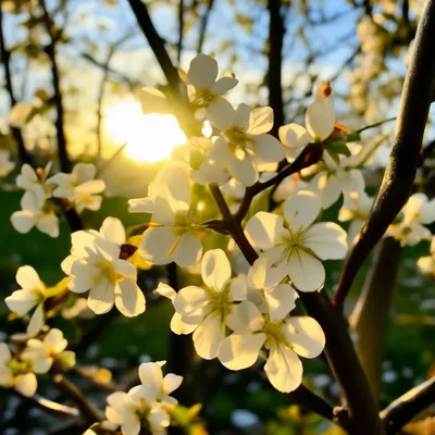 Первоцветы / Весна,май, первоцветы(Komura 105/25)