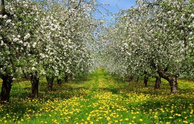 Цветок Природа Весна - Бесплатное фото на Pixabay - Pixabay