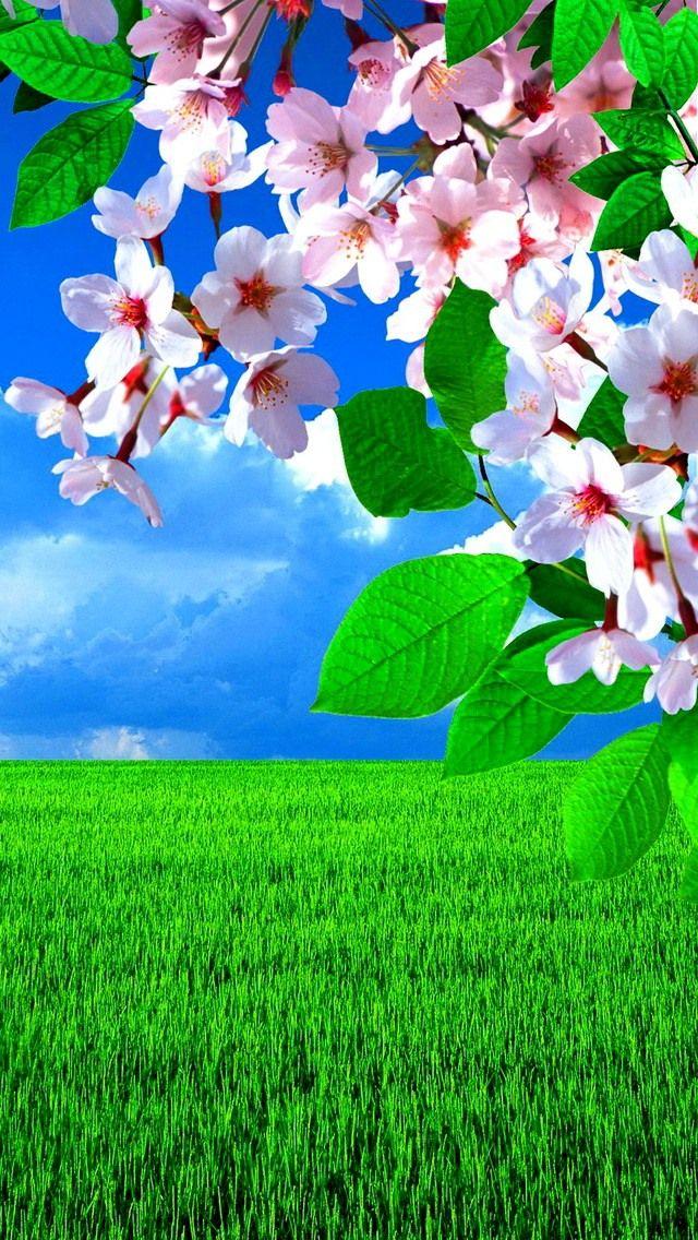 Картинки весна на заставку телефона (47 фото) • Прикольные картинки и  позитив | Beautiful nature wallpaper, Wallpaper nature flowers, Beautiful  flowers photography