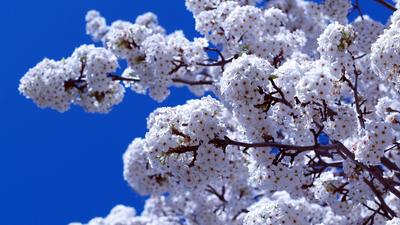 Весна япония, сакура, ветвь, снег фото, обои на рабочий стол