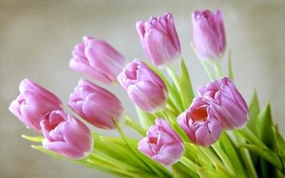 Pin di Rozа su Весна | Sfondi floreali, Tulipani rosa, Tulipani