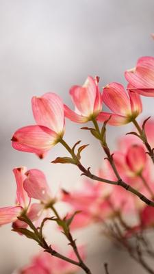 вертикальная версия розовая фотография картина цветение вишни весна телефон  обои Фон И картинка для бесплатной загрузки - Pngtree