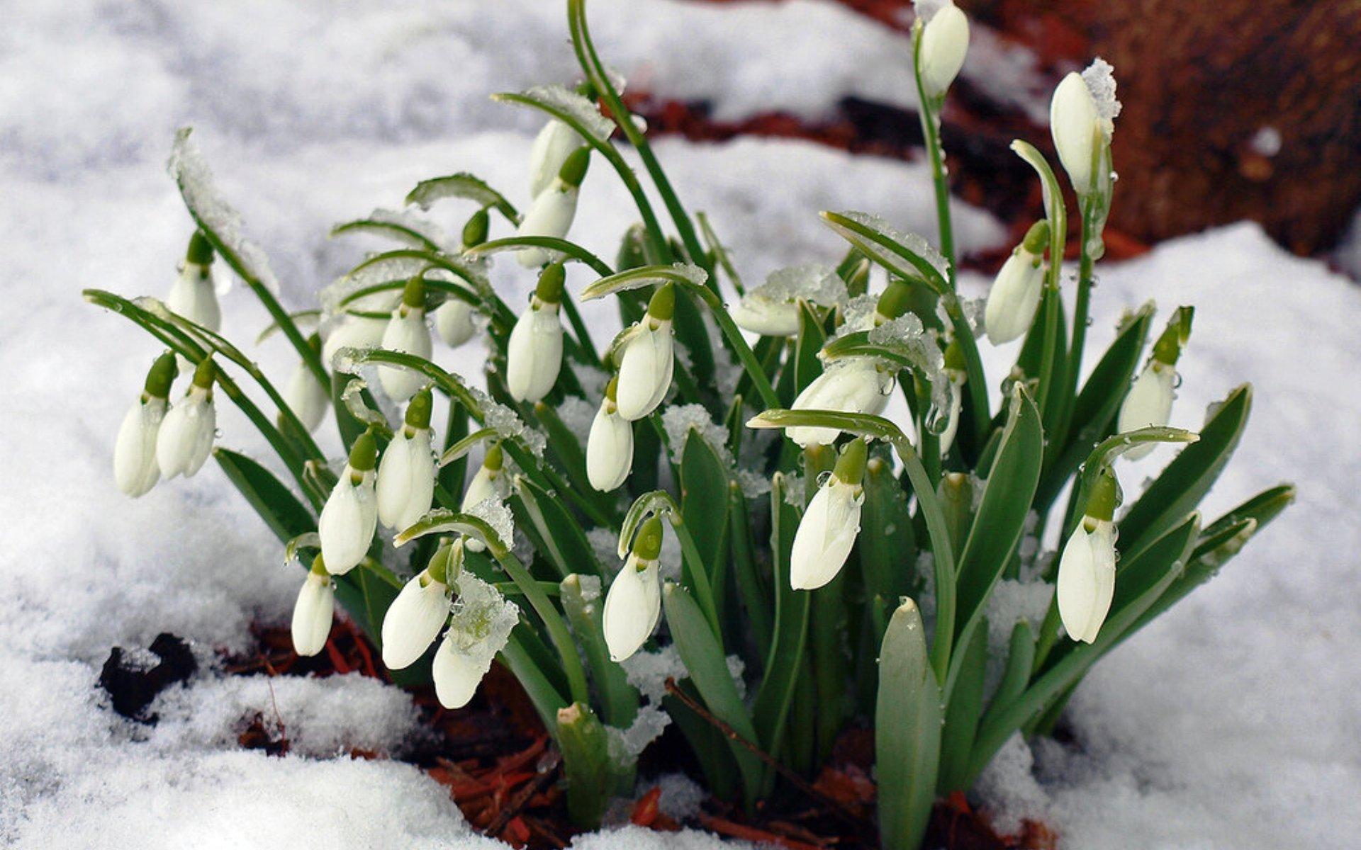Весна, из под тающего снега на …» — создано в Шедевруме