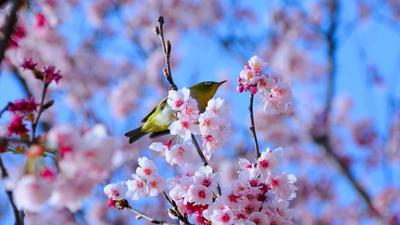 Весна, птичка на цветущей ветке - Весна - Природа - Картинки на рабочий стол