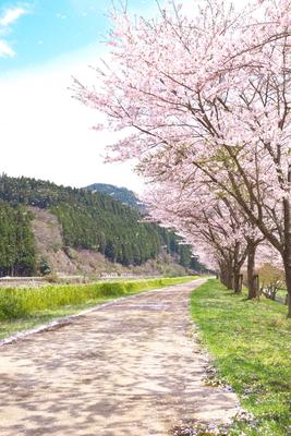 Фото гора Весна Природа Дороги Цветущие деревья 2400x3600