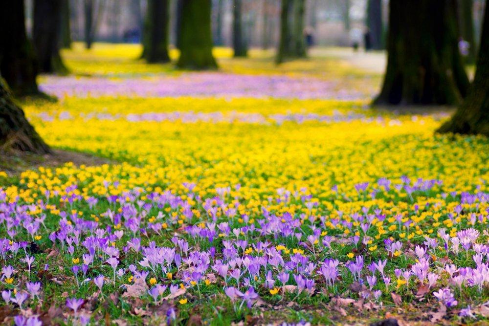 Весна цветы (62 фото) - 62 фото
