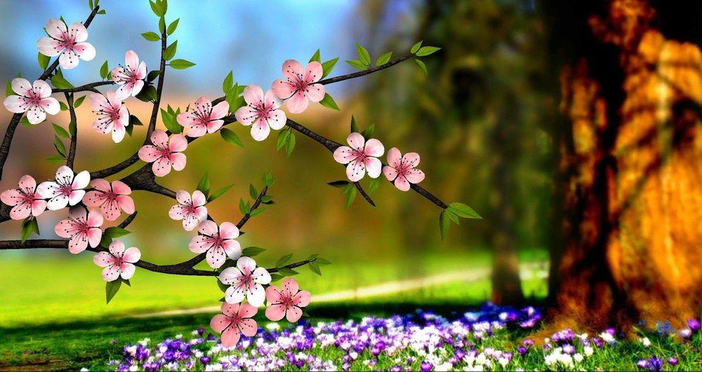 Обои на рабочий стол Весенние цветы на ветке на фоне природы, обои для  рабочего стола, скачать обои, обои бесплатно