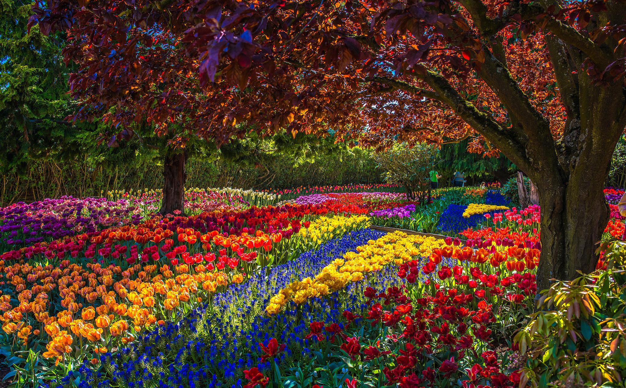 природа пробуждается весной. весенние цветы в саду. цвет дерева. Стоковое  Фото - изображение насчитывающей сад, будя: 273302072