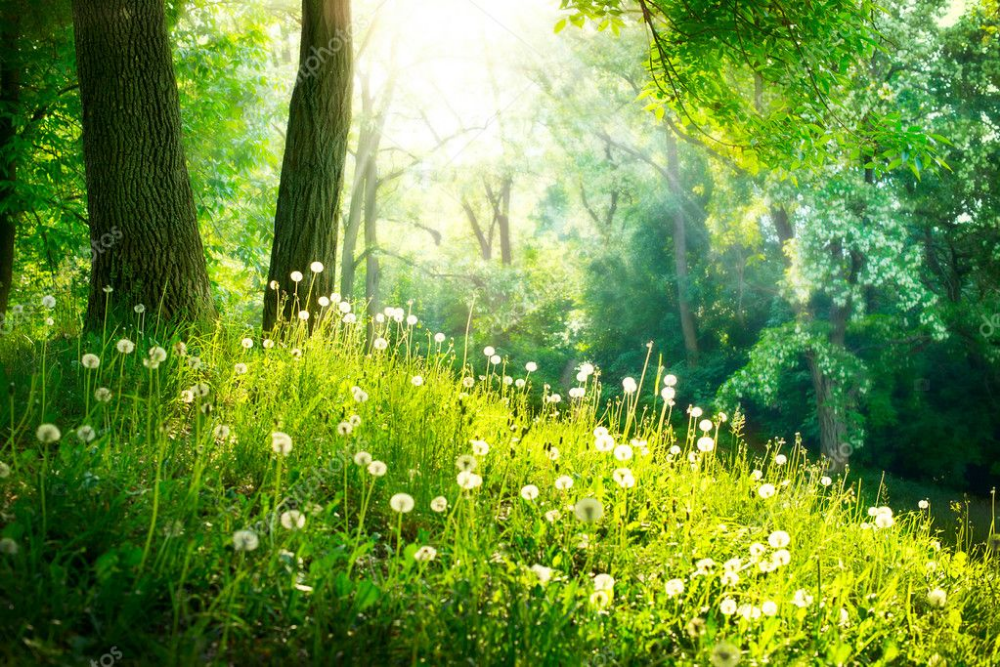 Скачать - Весенняя природа. красивый пейзаж. зеленая трава и деревья —  стоковое изображение | Landscape prints, Landscape canvas art, Spring forest