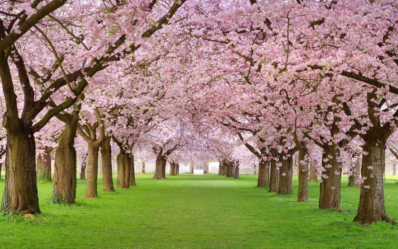 Бесплатное изображение: время весны, Весна, Природа, лист, завод, цветок,  сад, трава