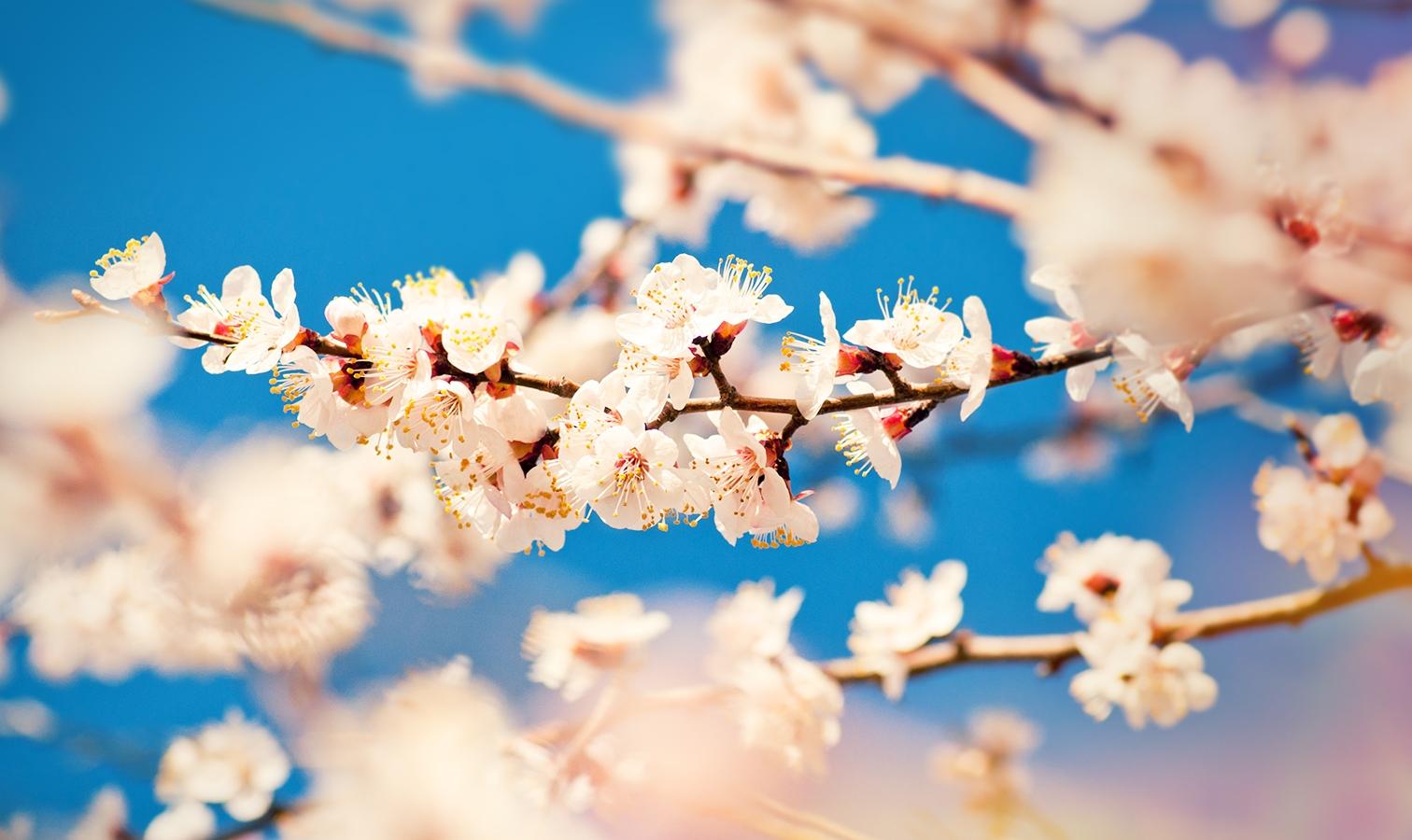 Картинки весна природа горизонтальные (70 фото) » Картинки и статусы про  окружающий мир вокруг