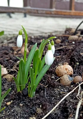 Весна пришла! :: Татьяна Каневская – Социальная сеть ФотоКто