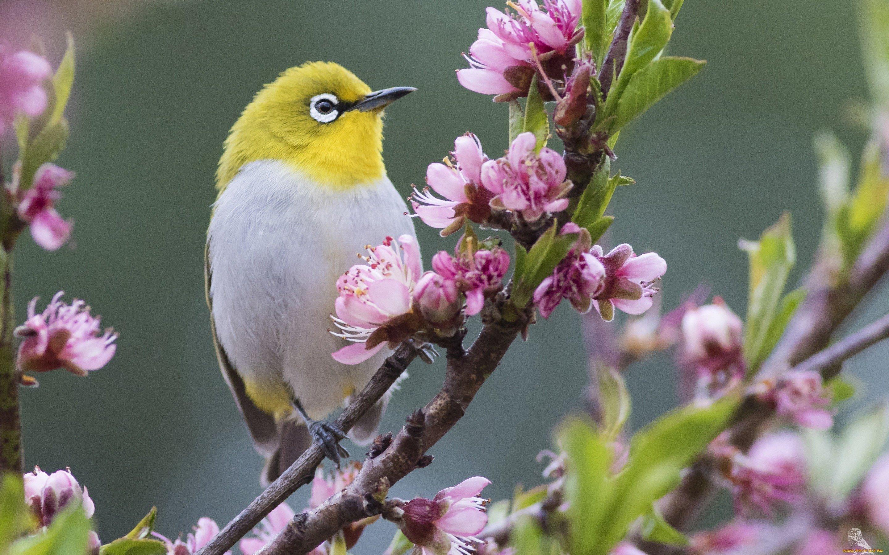 Прилет птиц весной - картинки и фото poknok.art