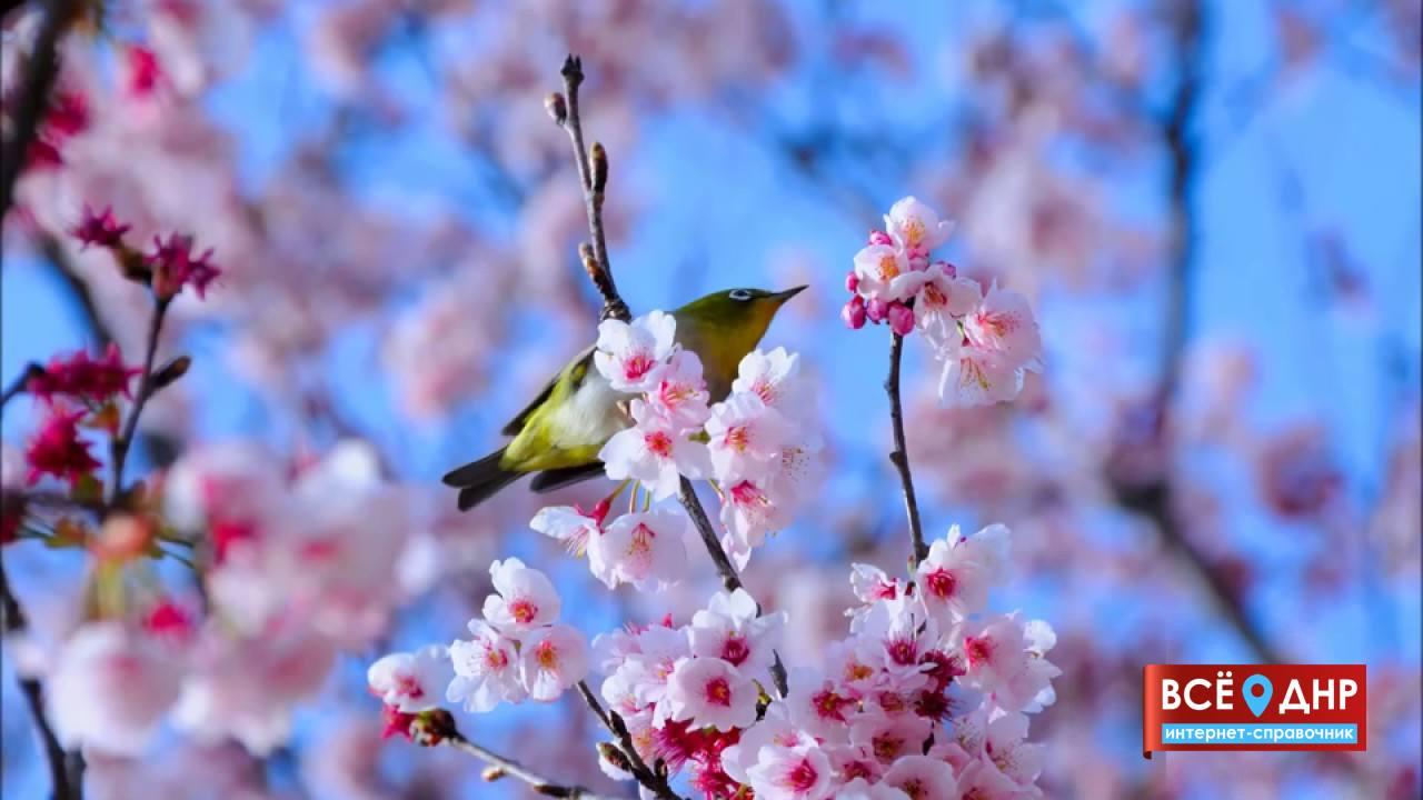 https://ru.lovepik.com/image-380608231/spring-birds-vector-sticker-cartoon.html